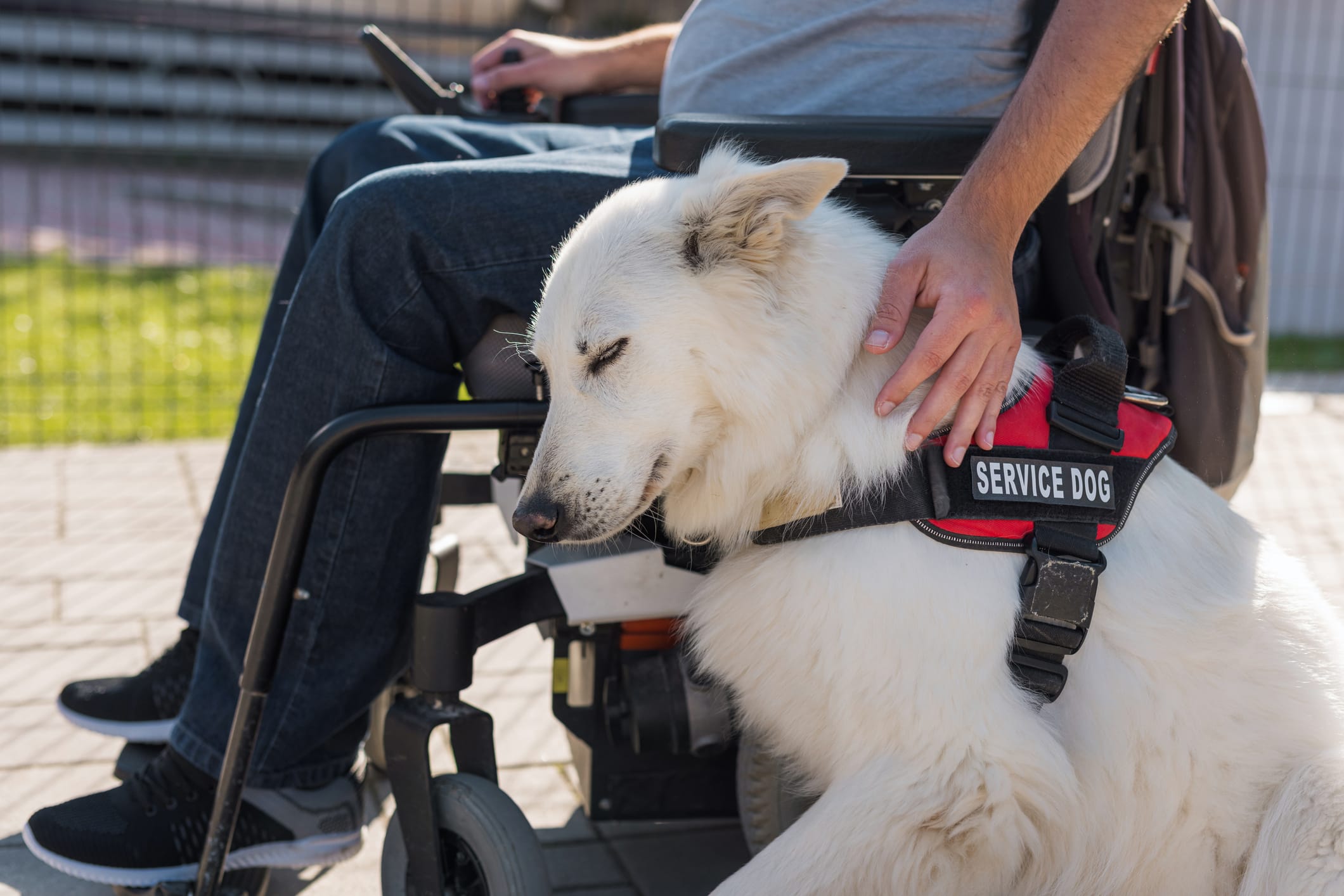 A service dog wearing a harness next to a man in a power wheelchair