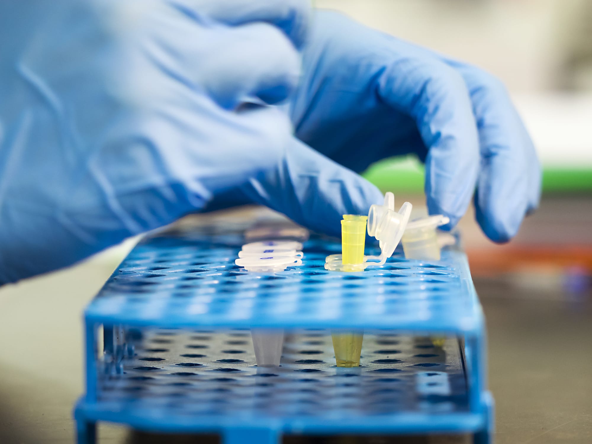 Bioengineered. Scientific experiment in a Molecular Biology Laboratory with Arabidopsis seedlings, DNA extraction sequence of plants.